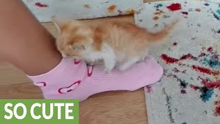 Весенняя подборка с котами: 16 милых и забавных видео