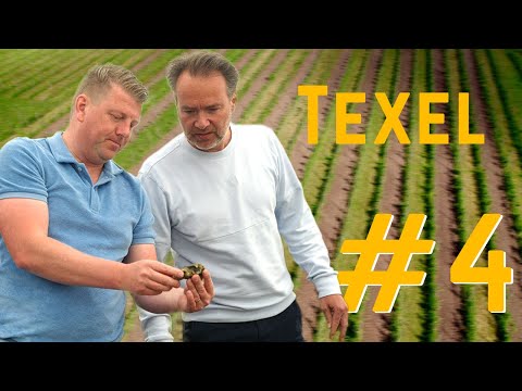 Onze eigen wijngaard in 't Gooi? Aflevering 4/4 | Texel