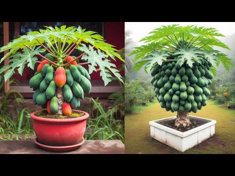 A SAUDE ESTA NAS FRUTAS