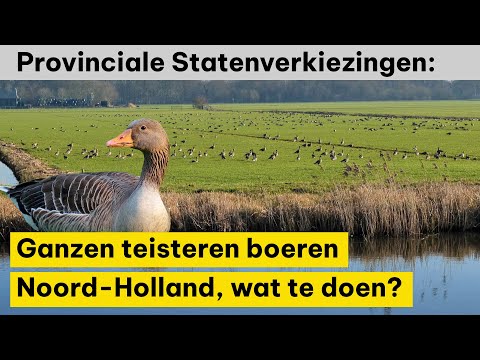 , title : 'Ganzen teisteren boeren in Noord-Holland, wat te doen? - Provinciale Statenverkiezingen'