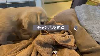 おやつを隠すために穴掘りしてます。