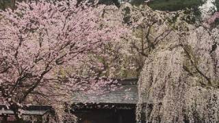 preview picture of video '角館 武家屋敷の枝垂れ桜  Weeping cherry in Kakunodate (Shot on RED ONE)'