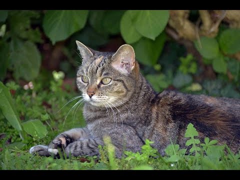 The cat Sharyna  - Micia Sharina beve dal rubinetto #cat #micia #incredibile #wow