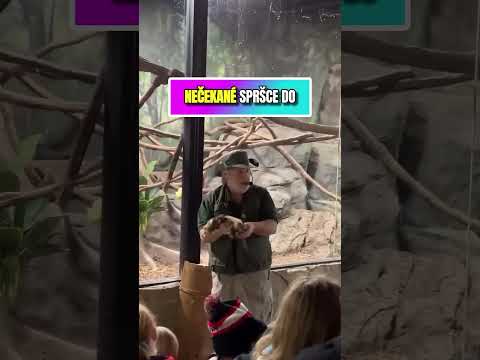 Když se Show Vymkne z Kontroly 😂 #zoo #shorts #funny