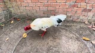 Bướm 3kg1   3tr. @762.8383.34