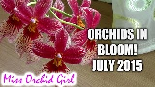 Orchids in bloom - July 2015