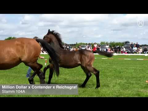 Fohlenprämierung Föhr 2020 | Hengst | St. 104A | Million Dollar x Contender x Reichsgraf | ZG Rörden