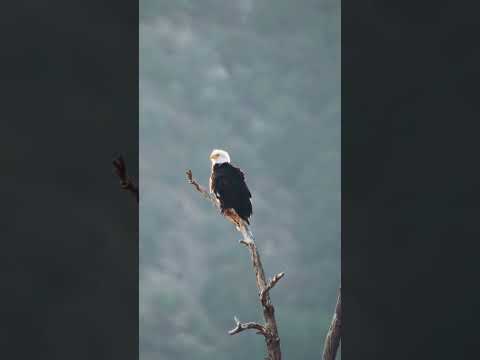 "A bald eagle’s grip is so strong, it's stronger than a Rottweiler’s bite!" #baldeagle #powerfulowl