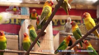 Download lagu The Colony's LOVEBIRD sound is suitable for giggling mp3 Download lagu The Colony's LOVEBIRD sound is suitable for giggling mp3