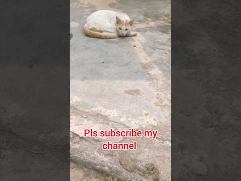 #cat #cats #catlover #catvideos #reels #reelsvideo #reelsindia #reel #vlog @srijansmom