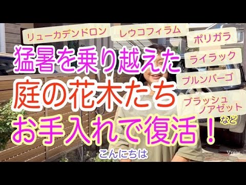園芸 ウイルスに対する植物とエッセンシャルオイル