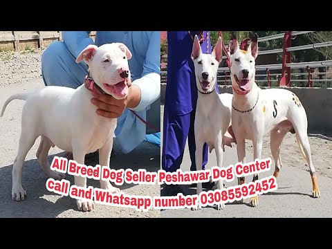 #Kohati_Gulati_Dog #Bully_Dog.       Call and Whatsapp number 03085592452
