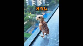 これは何という種類のオウムですか？ #癒し #動物プロダクション #自然 #動物 #animals