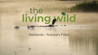 Wetlands – Nature's Filter