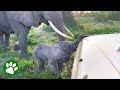 Mama Elephant Tries To Stop Stubborn Baby From Entering Tourist Bus