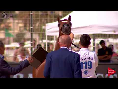 N.119 D SHALLAL - Menton 2018 - 2 Years Old Colts (Class 7)