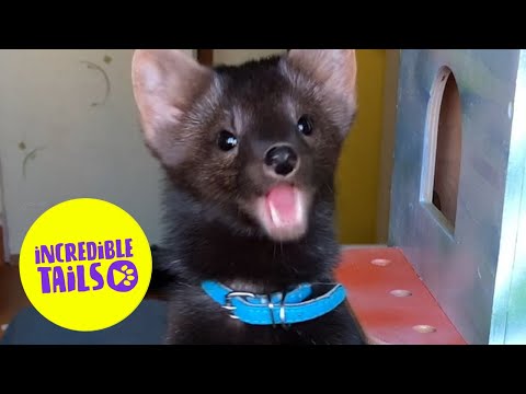 Meet Buddy - the tiny sable who looks like a bear | Incredible Tails