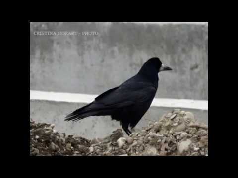 PLOIESTI - Turism - ROMANIA