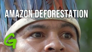 The reality behind industrial meat: what's happening in the Amazon?