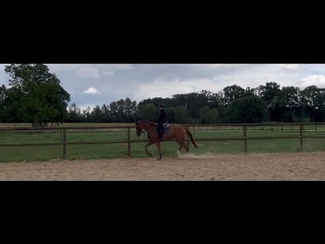 Under the saddle