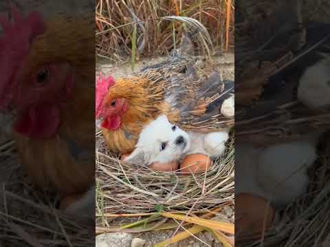 傷ついた鶏を犬が攻撃するのを止める方法 対処法 身を守るためのジェスチャーに慣れる