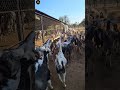 Topqualitygoat Gujrigoat Goatfarm Femalegoat