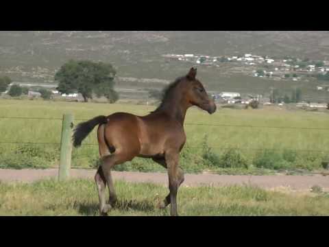 Morricone-Franziskus-Rockwell 2017 colt for sale