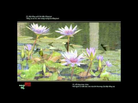 Về dưới mái nhà_Quang Lê - Thái Hòa - Thế Sơn