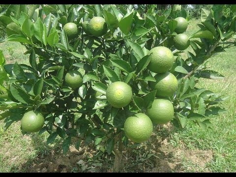 দেশেই হচ্ছে মাল্টা চাষ-(বারি মাল্টা-১) চাষ পদ্ধতি, কৃষকের সাফল্য ও পরিচিতি