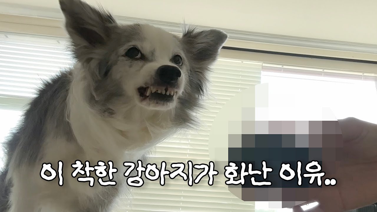 정말 순한 보더콜리가 맹수가 되는 순간