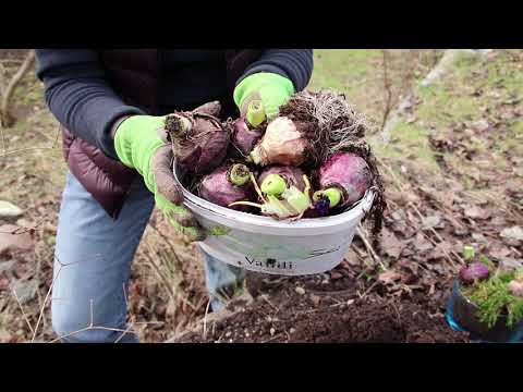 Tessans trädgårdstips Del 5