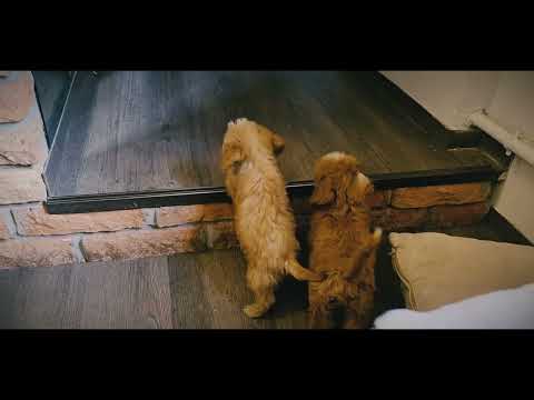 Cavapoo puppy for sale