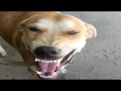 Dog Smiles When Name Is Called