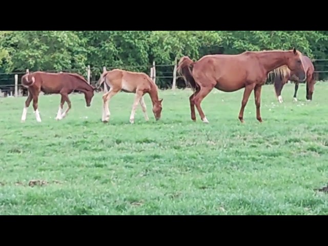Pouliniere Trot &agrave; Vendre