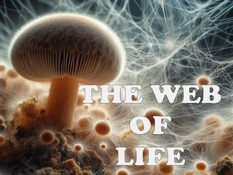 The Mycelium Network- The Web of Life