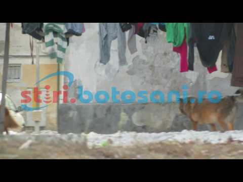 Stiri.Botosani.ro - Apel telefonic catre cei de la ecarisaj - 23.01.2017