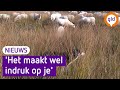 Wolf uit de buurt houden van schapen? Neem een waakhond