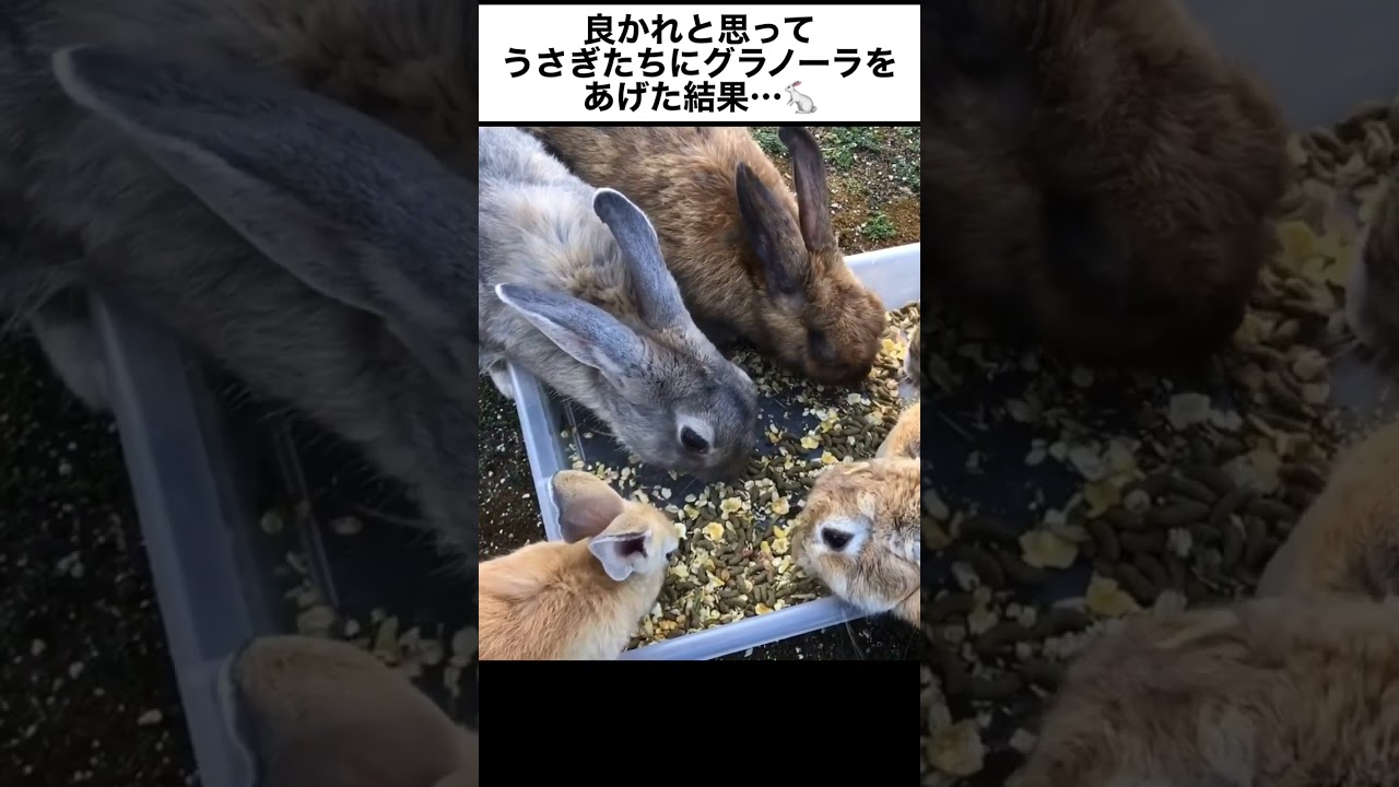 良かれと思ってうさぎたちにグラノーラをあげた結果…