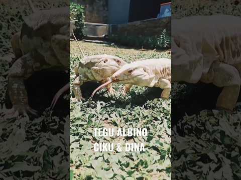 Tegu Albino Si Ciku & Dina #shorts #tegulizard #tegu #tegus #tegualbino #reptile #reptiler #keeper