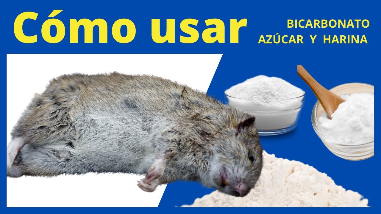 COMO USAR Bicarbonato Azúcar y Harina para Eliminar Ratas y Ratones