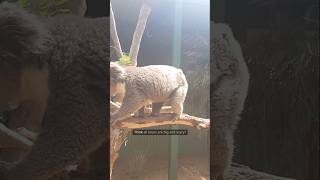 Meet the World’s Smallest Bear | Honey Bear in 60 Seconds#ytshorts #facts #trendingshorts