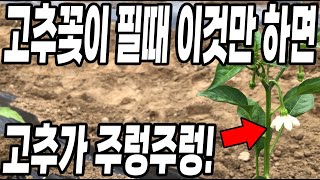 고추꽃이 필때 이것만 하면 고추가 병없이 주렁주렁! 고추농사 대박납니다