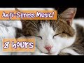Songs for Nervous Cats! Soothing Music to Calm Your Hyperactive, Anxious Cat and Help with Sleep! 🐈