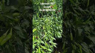 Download lagu CABE RAWIT LOKAL SIRAMOS BERBUAH LEBAT | Manogi Situmorang mp3