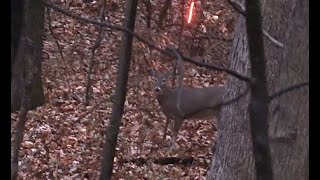 Rut Crazed Buck Mauls Dead Doe