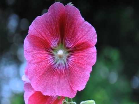 Du bist ein Traum,             Walzer (6- 16) Siegfried Zabransky