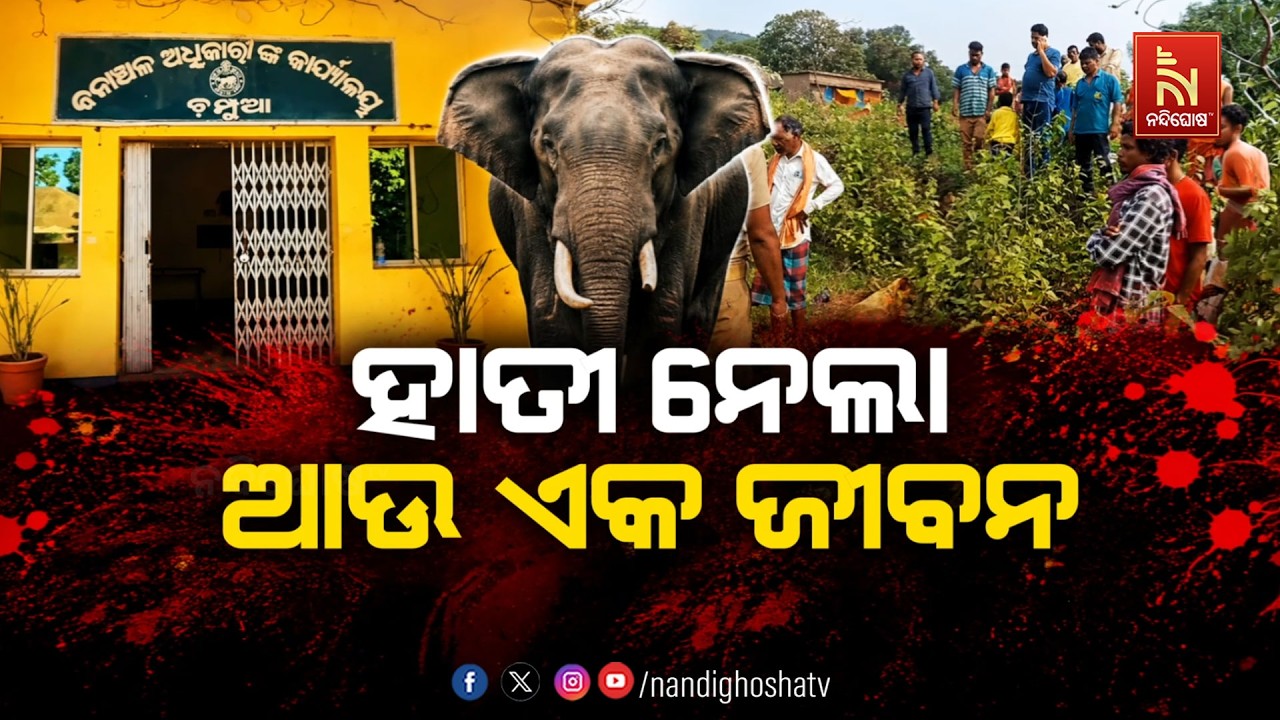 ହାତୀ ନେଲା ଆଉ ଏକ ଜୀବନ | NandighoshaTV