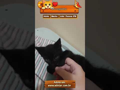 Vídeo de Morceguinho