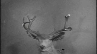 Shoes - Love Is Like A Bullet