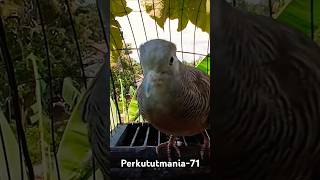 Download lagu pancingan suara kecil mp3 Download lagu pancingan suara kecil mp3